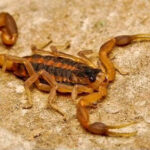 Neill's Pest Control-Blanco