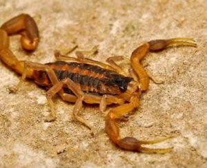 Neill's Pest Control-Blanco