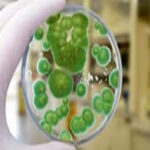 ALL US Mold Removal & Remediation - Frisco TX-Frisco