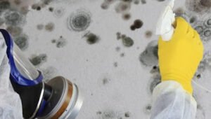 Obskure Mold Remediation-Arlington