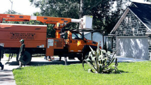 Moreno Tree Service-Sweeny