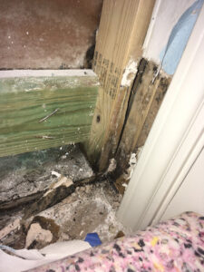 Restoration 1 Lone Star-Grapevine